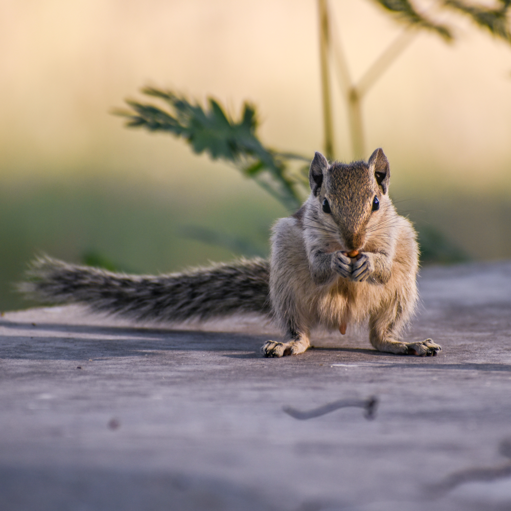 Wildlife Photography